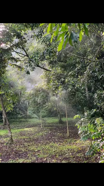 Huzurlu orman manzarası yoğun yaprakların arasından akan güneş ışığını sergiliyor ve sakin bir ortam yaratıyor. Çiğ çimenler ve canlı yapraklar, sakin bir ortamda dokunulmamış doğanın güzelliğinin altını çiziyor..