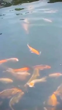 Turuncu ve beyaz da dahil olmak üzere çeşitli renklerde canlı koi balıkları, doğal çevreyi yansıtan sakin bir su yüzeyi ile sakin bir gölette yüzüyorlar. Barış ve su güzelliğini yansıtan uyumlu bir sahne..