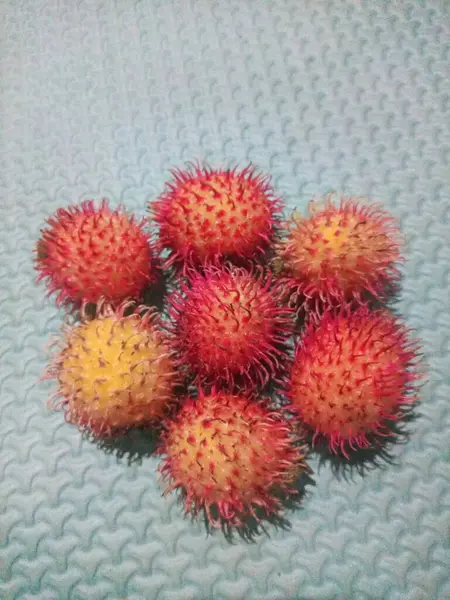 Parlak kırmızı ve sarı tropikal rambutan meyveler. Dikenli dış yüzeyleri mavi arkaplanda düzenlenmiş. Canlı ve egzotik bir ürün sergiliyorlar..