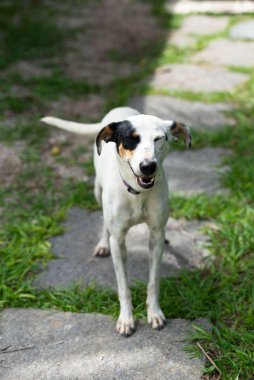 Neşeli, siyah ve beyaz bir köpek, yeşil çimlerle çevrili, mutlu bir ifadeyle bahçedeki bir taş yolda duruyor ve yapraklardan yansıyan güneş ışığı, sakin bir açık hava ortamı yaratıyor..