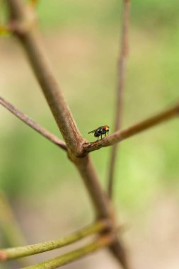 Sıradan bir sineğin ince bir ağaç dalına inişi yakın plan, bulanık yeşil bir arka plana keskin bir detay ile yakalandı..