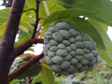 Soursop fruit still on the tree