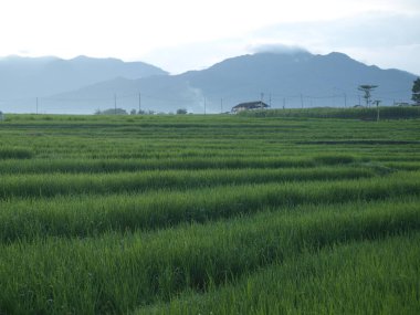 Pirinç bitkileri iyice büyümeye başladı.