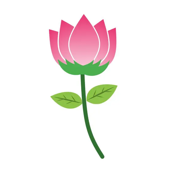 Yeşil saplı ve yapraklı canlı pembe bir nilüfer çiçeği.