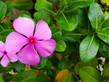 canlı pembe bir menekşe çiçeği (Catharanthus roseus) parlak yeşil yapraklı bir arkaplan üzerine serpiştirilmiş çiğ damlaları ile süslenmiştir. Beş yapraklı çiçek, daha koyu bir merkez gözle çarpıcı bir morumsu renk sergiler.