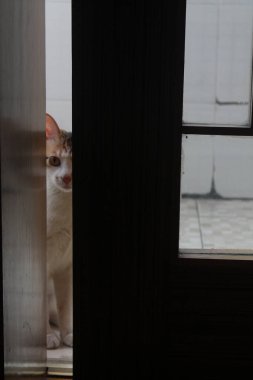 Kapı aralığından gizlice bakan kedi.