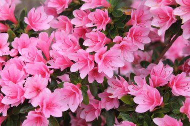 Londra, İngiltere 'de bir parkta yemyeşil, güzel bir buket pembe rhododendron çiçeği.