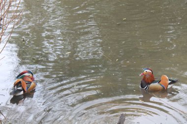 İki renkli ördek kırmızı, turuncu, mavi, kırmızı, yeşil, sarı ve beyaz tüylü Londra, İngiltere 'de huzurlu bir gölette yüzerler.