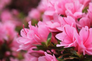 İlkbaharda mükemmel pembe rhododendron çiçeklerinin yakın plan çekimi daha fazla çiçeğe karşı kurulur.