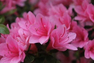 Mükemmel pembe rhododendron çiçeklerinden oluşan bir kümenin makrofotoğrafçılığı