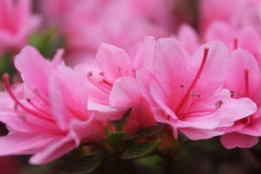 Narin, canlı pembe rhododendron çiçekleri tam çiçek açmış. Ön planda mükemmel taç yaprakları vurgulanıyor ve arka planda bulanık çiçekler var..