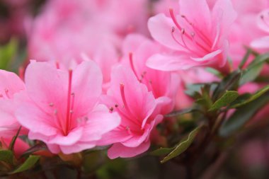 Pembeler denizinde muhteşem bir narin rhododendron çiçeği kümesi. Sarı polenlerin hafif tozları her çiçeğin erkek ve erkek çiçeklerinin tepesinde otururlar..