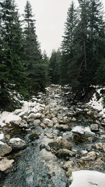 Ormandaki kış manzaralı dağ nehri