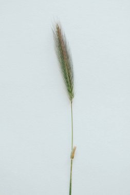 Beyaz arkaplandaki dikenler