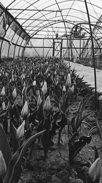 Hollanda 'da büyük çiçekli büyük bir sera.