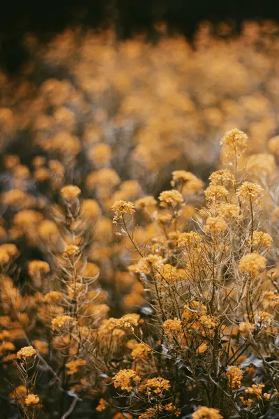 Bahçedeki güzel çiçekler