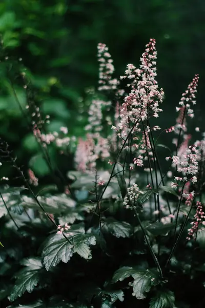 Güzel botanik fotoğrafı, doğal duvar kağıdı.