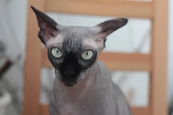 Bir sfenks kedisinin portresi