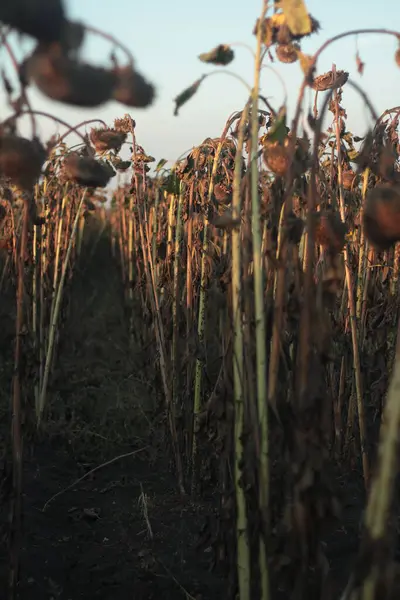  Doğal duvar kağıdı kurumuş ayçiçekleri