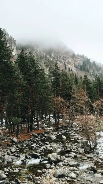 Ormanda bir dağ nehri