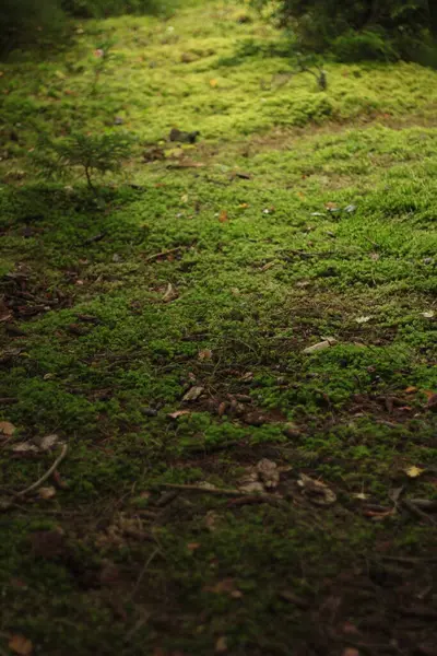 Yosun yeşili orman, bitki örtüsü ve doğa