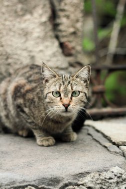Sokaktaki kedi