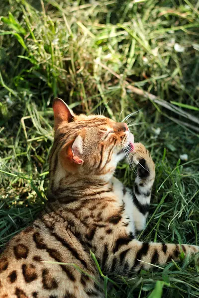 Bengal kedisi çimenlerde oynuyor