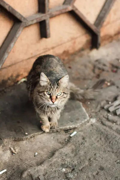 Pis hasta kedi çöpte.