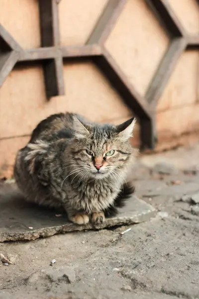 Pis hasta kedi çöpte.