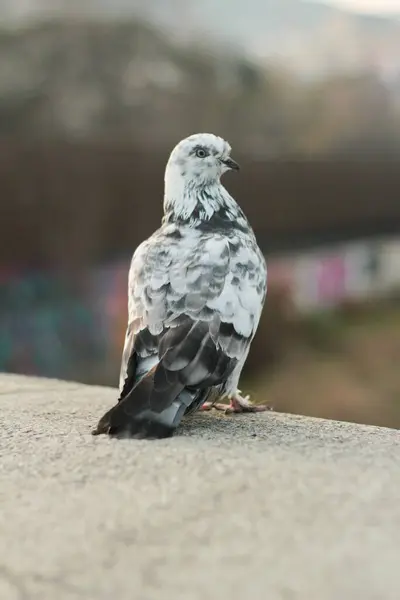 Benekli Güvercin Nehir kenarında Dinleniyor