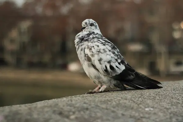 Benekli Güvercin Nehir kenarında Dinleniyor