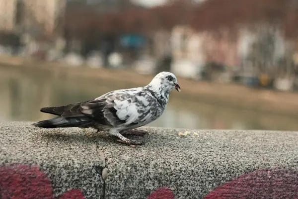 Benekli Güvercin Nehir kenarında Dinleniyor