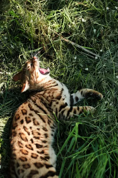 Bengal kedisi çimenlerde oynuyor