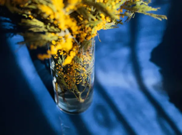 Mavi arkaplandaki cam vazoda sarı mimoza buketi ve yulaf çiçeği. Fotoğraf parlak günışığı renklerinde çekildi. Yüksek kalite fotoğraf