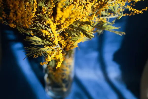 Mavi arkaplandaki cam vazoda sarı mimoza buketi ve yulaf çiçeği. Fotoğraf parlak günışığı renklerinde çekildi. Yüksek kalite fotoğraf
