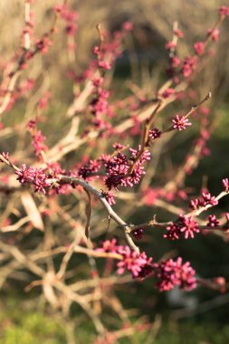 Pembe çiçekler ağaç dallarında yetişir güneş ışınlarında yapraklar olmadan, ilkbaharın başlarında, doğanın uyanışıyla. Yüksek kalite fotoğraf