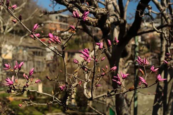 Magnolia, açık mavi gökyüzüne karşı narin pembe tomurcukları olan bir manolya ağacını yakından çeker. Karmaşık dallar, ilkbaharın güzelliğini vurgulayan doğal bir desen oluşturuyor. Mavi gökyüzü.