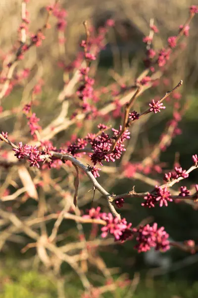 Pembe çiçekler ağaç dallarında yetişir güneş ışınlarında yapraklar olmadan, ilkbaharın başlarında, doğanın uyanışıyla. Yüksek kalite fotoğraf