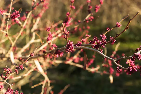 Pembe çiçekler ağaç dallarında yetişir güneş ışınlarında yapraklar olmadan, ilkbaharın başlarında, doğanın uyanışıyla. Yüksek kalite fotoğraf