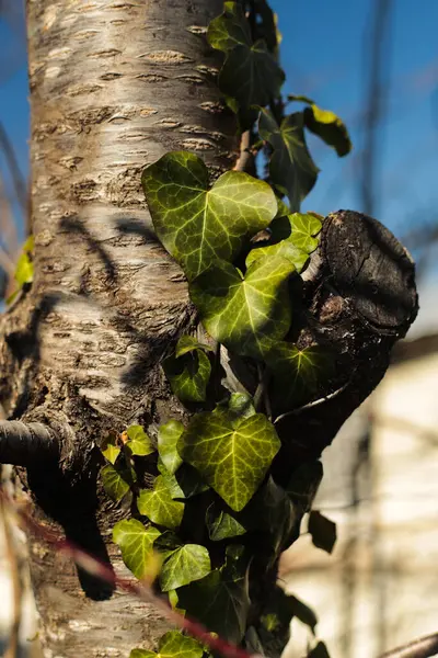 Güneş ışınlarında sarmaşık içinde bir ağaç gövdesine yakın çekim açık mavi gökyüzüne karşı. 