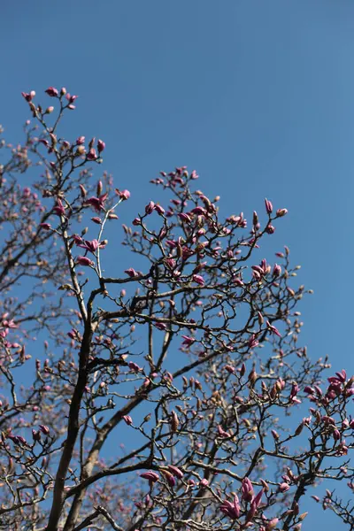 Magnolia, açık mavi gökyüzüne karşı narin pembe tomurcukları olan bir manolya ağacını yakından çeker. Karmaşık dallar, ilkbaharın güzelliğini vurgulayan doğal bir desen oluşturuyor. Mavi gökyüzü.