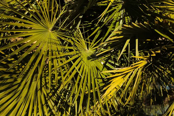 Parlak güneş ışığıyla aydınlatılan yoğun bir palmiye yaprağı kümesi gökyüzüne doğru uzanıyor. Keskin kenarlar ve koyu yeşil renkler canlı ve tropikal bir his yaratırken, arka planda mavi gökyüzü