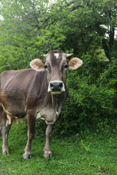 Arka planda yemyeşil orman ile yeşil çimlerin üzerinde duran meraklı bir kahverengi inek. Evcil çiftlik hayvanı kameraya kırsal alanda bakıyor..