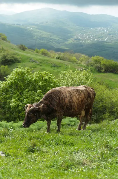 Tek bir siyah ve beyaz inek yemyeşil bir tepenin üzerinde duruyordu manzaralı orman manzaralı dağlar ve bulutlu bir gökyüzü. İlkbaharda kırsal alan.