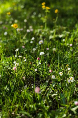 Çiçek açan taze papatyalar yemyeşil bir çayırda, sıcak güneş ışığıyla aydınlatılıyor. Yumuşak pembe ve beyaz taç yaprakları doğal bahar manzarasına cazibe katar..