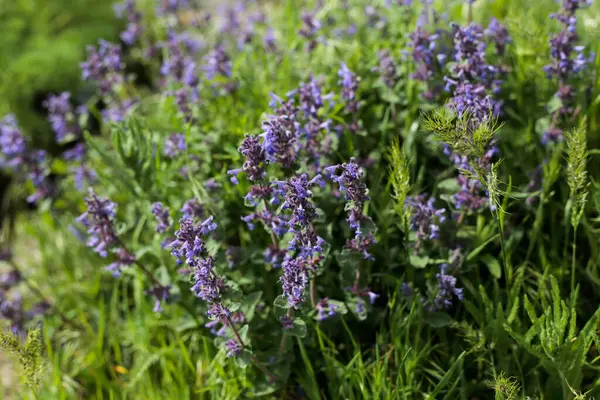 Mor çiçekli canlı nane çiçekleri güneşli yeşil bir çayırda gelişir. Taze otlar ve yumuşak sabah ışığı canlı ve renkli bir bahar havası yaratır..