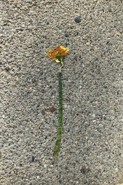 Tek bir solmuş çiçek asfalta atılmış, canlı renkleri solmuş ama şehir dokusuna çarpıyor. Görüntü kısacık bir güzelliği yakalar ve doğal kırılganlığa zıt düşer.