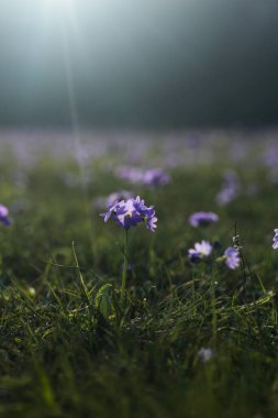 Altın saat boyunca rüya gibi, hafif aydınlatılmış bir çayıra karşı keskin odak noktasında duran yalnız bir mor çiçek. Sığ alan derinliği ve arka ışıklandırma büyülü, sakin bir atmosfer yaratır..