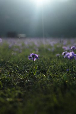 Altın saat boyunca rüya gibi, hafif aydınlatılmış bir çayıra karşı keskin odak noktasında duran yalnız bir mor çiçek. Sığ alan derinliği ve arka ışıklandırma büyülü, sakin bir atmosfer yaratır..