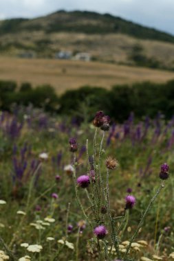 Kurumuş ve çiçek açan mor devedikenleri sıcak tonlu bir yaz çayırında duruyor. Yuvarlanan tepeleri ve uzak evleri var..